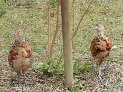 Bažantí procházka