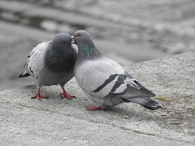 Když dva se rádi mají