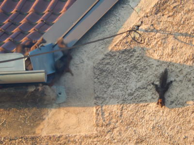 Veverčí rozcvička *