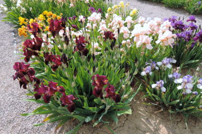 Kosatce v průhonicích