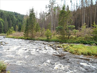 Šumava - kůrovec
