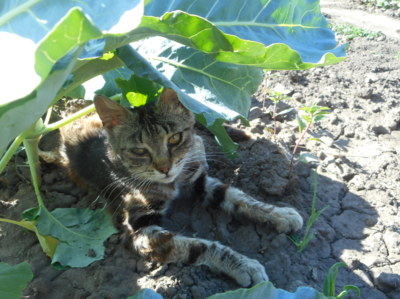 Kočka hledá stín.