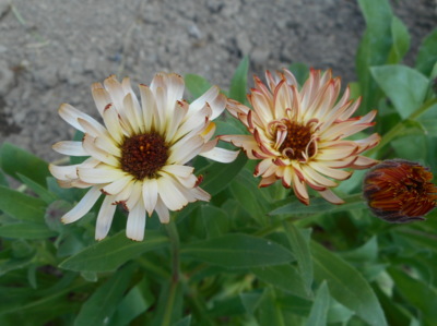 Trošku jiný měsíček