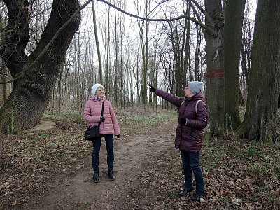 Z výletu za sněženkami-vzácné duby