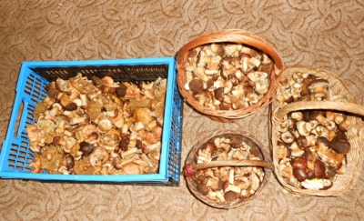 Sobotní houbová nadílka