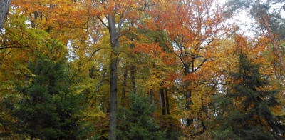 Barvy splavských lesů