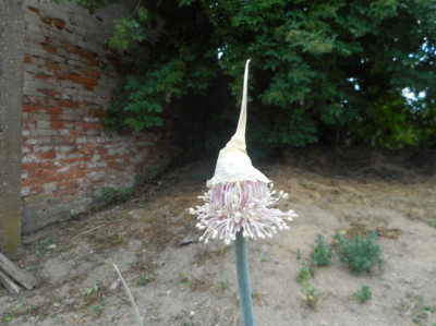 Která rostlinka má čepičku?