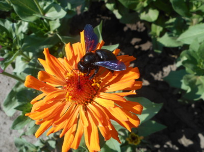 Drvodělka fialová, největší česká včela.