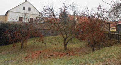 Zapomenutá úroda, foceno 17.12.16