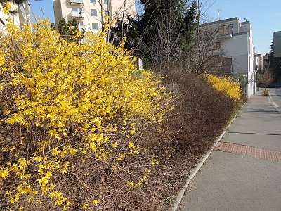 Forsytie už kvete i u stanice autobusu