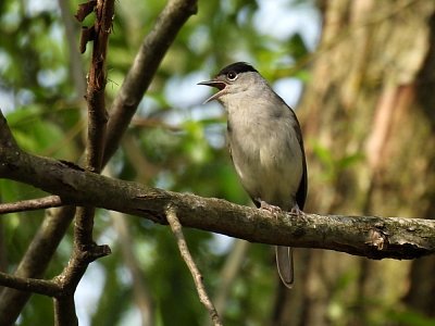 Pěnice černohlavá, pták roku 2026