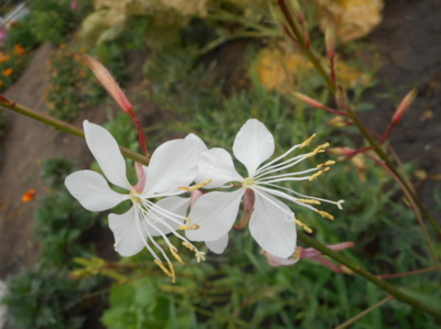 Gaura  semínka mám od  H. Rypáčkové, které ještě jednou moc děkuji.