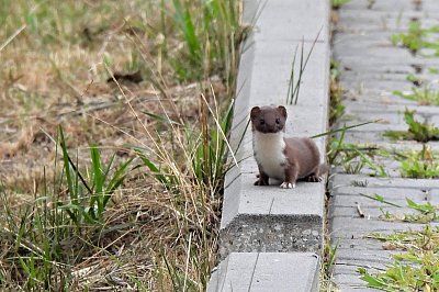 Jsem malá, ale šikovná