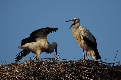 Tak skoč, neboj se!