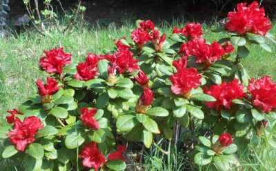 Rozkvetlý rododendron malý