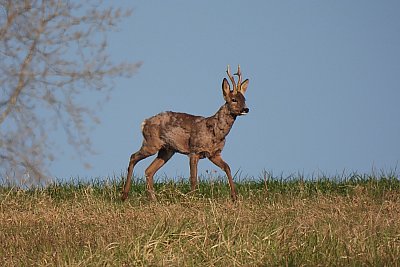 Převlékání kabátku