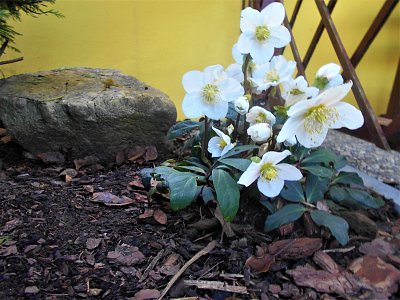 Dnešní květy čemeřice