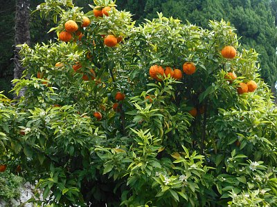 Kvete a zároveň plodí