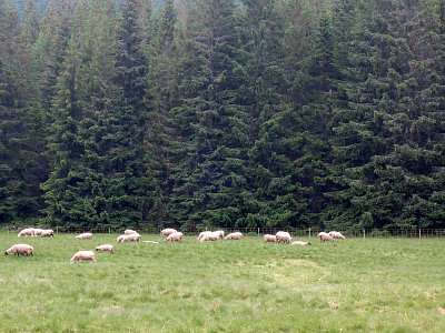 Ovečky u lesa v Modrém Dole.