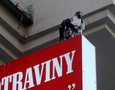 Na stanici tramvaje - holub hlídá!