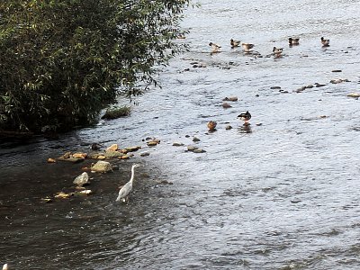 Potápka a kachny na Berounce v Řevnicích