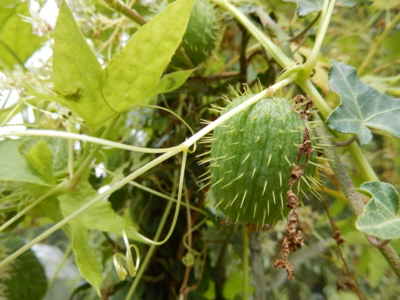 Plod - Štětinatec laločnatý*