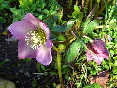 Detail květu Čemeřice...