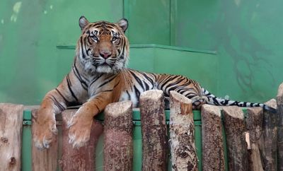 Dívej se mi do očí - tygr