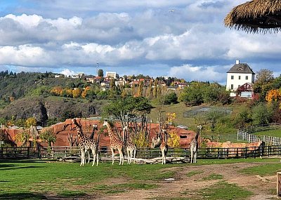 Modelky z pražské zoo