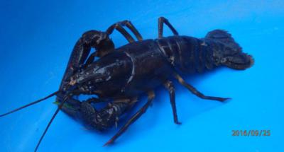 Dnes již téměř vzácný rak..