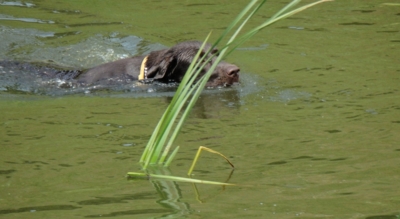 Dobrovolná koupel...