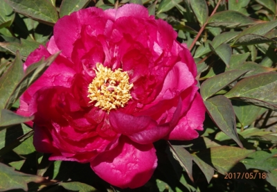 Dřevitá (čínská) pivoňka