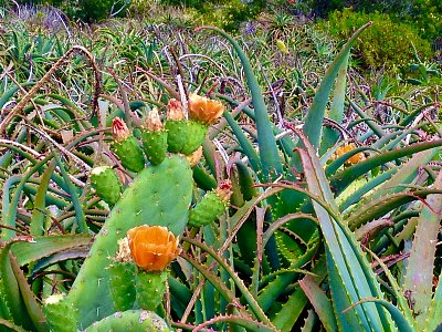 Kvetoucí kaktus na Madeiře
