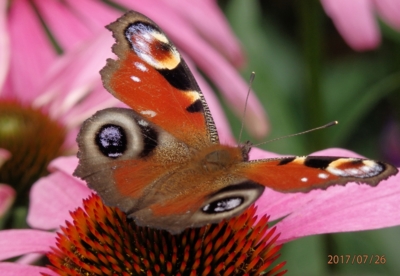 Echinacea a Paví oko