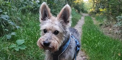 Vzpomínka na Robinka