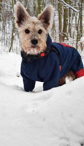 Vzpomínka na mého parťáka Robinka.