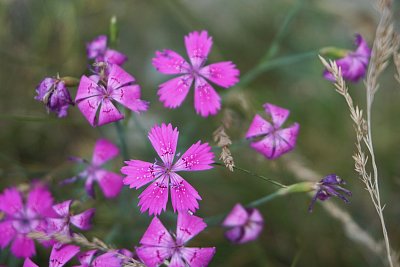 Maminka jim říkala Slzičky Panenky Marie *