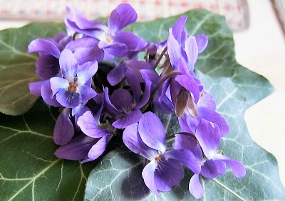 Fialky pro dnešní den všem ženám