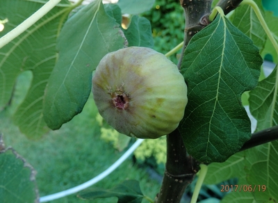 Fík - letošní úroda