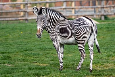 Zoo Praha představuje zvířecí sirotky