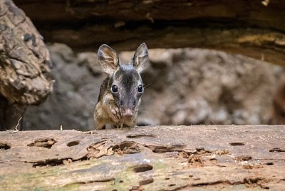 V Zoo Praha se vůbec poprvé narodil klokánek krysí