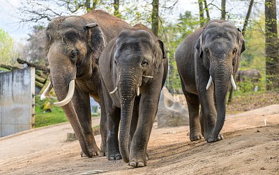 Sloní puberťáci Max a Rudi se loučí s pražskou zoo, míří do nových domovů