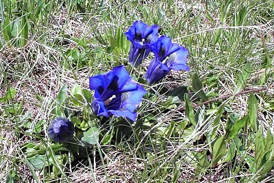 Gentiana acaulis L. Hořec bezlodyžný