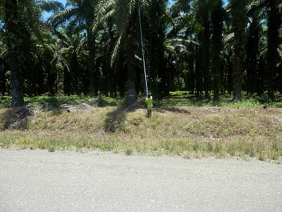 Guadalcanal - srážení plodů olejové palmy.JPG