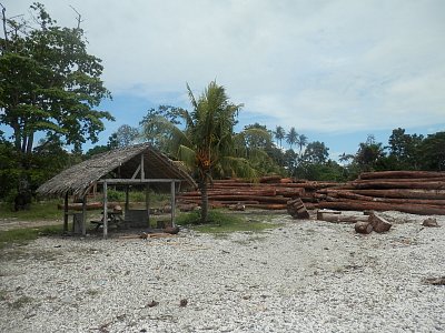 Guadalcanal - těžba tropického dřeva.JPG
