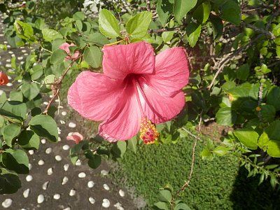 Guadalcanal - tropický květ.JPG