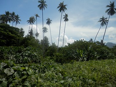 Guadalcanal - tropický prales.JPG