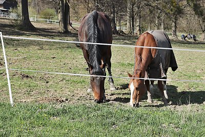 Pusťte nás na zelené