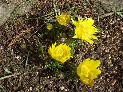 Hlaváček jarní...