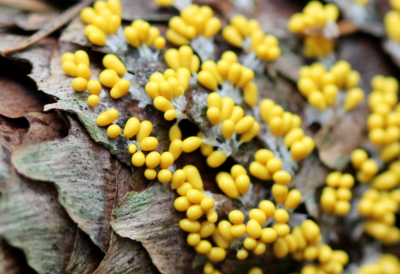 Záhadné útvary na šupinách šišky ...Hlenky*